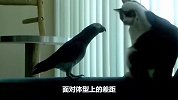 见猫咪正在发呆，鹦鹉赶紧凑了过去，接下来憋住别笑！