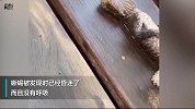 澳消防员给溺水蜥蜴做心肺复苏 奇迹一幕发生了