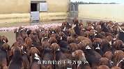 这才是养狗专业户！上百只狗狗集体干饭，不争不抢井然有序