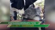 澳洲山火将野生动物逼到绝境 考拉闯民宅避难和宠物狗共享一盆水