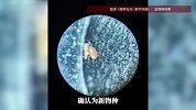 最浪漫的婚礼礼物！杭州90后夫妇家中发现新物种，以两人名字命名，宝宝也快出生了