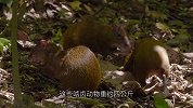 狂野加勒比 生活节奏