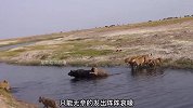 一头水牛被狮子追赶，情急之下跳入水中，狮群却不敢上前