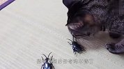 家里惊现大蟑螂，喵星人看到后啥反应？一定憋住别笑