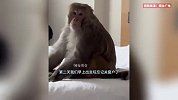 男子回酒店发现猴子“端庄”坐在床上，零食散落一地