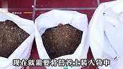 沉浸式种花生，在阳台上用编织袋就能种好，没想到产量这么高！