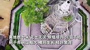 湖北一明代古塔出现奇观，朴树离地数十米根植塔内：已活129年