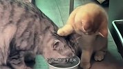 猫：赶紧喝，把水喝饱了，使劲喝
