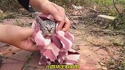 一只眼含泪水的小奶猫，当看到一旁的猫妈妈时，小哥也热泪盈眶了