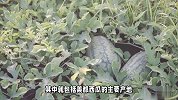 探寻美都西瓜的故乡，揭秘产地之谜！