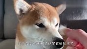 柴犬疯狂掉毛，铲屎官都要崩溃了，看完还敢养吗？