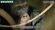 黑猩猩首领被族群背叛，被族群抛弃殴打，手指头都被打断了