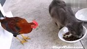 搞笑-20120323-霸气公鸡与猫争食，小猫弱爆了！