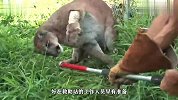 美洲狮竟被人类拿捏，原来是要治病，病好后美洲狮追着羊驼就咬