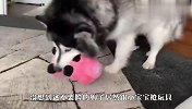 不要脸的阿拉斯加犬，竟和小宝宝抢玩具，看完笑喷了