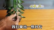 如何做到不花一分钱，批量培育多肉植物，一个塑料瓶就能轻松搞定