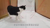 激光迷宫挑战！喵星人能成功通过吗？看到结局铲屎官懵了