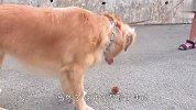 散步途中捡到一个板栗，金毛直接吃进嘴里，下一秒笑翻了