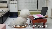 狗狗沉迷看电脑，铲屎官使坏把电脑挪走，镜头记录爆笑全程