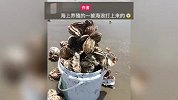广东一海滩惊现大量生蚝，村民开车赶海如“捡宝”：满满一海滩
