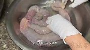福建小姐姐用大肠做“黑暗料理”，1天要用20幅大肠灌200多斤