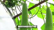 丝瓜储存技巧揭秘，让您冬天也能享受新鲜的丝瓜美味！