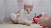 铲屎官给猫咪剪指甲，没想到这么好玩，过程看一次笑一次