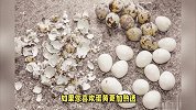 鲜嫩可口！揭秘鹌鹑蛋煮水时间的正确选择！