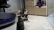 哈士奇大战傻猫，两个智障相遇会擦出什么火花