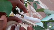 一张纸，包树枝上，成功在树上种出月季花，怎么做到的？