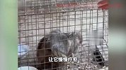 洛阳一景区母猴遭公猴多次攻击，工作人员：公的移情别恋