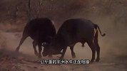 两头狮子偷袭水牛，水牛疯狂甩动身体，逼得狮子毫无还手之力