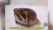 地球上最可爱的青蛙竟不会游泳