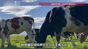 中国钢琴老师在澳洲打零工：凌晨3点半起床给1300头牛挤奶