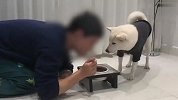 铲屎官假装吃狗粮，看到3只柴犬的反应，差点笑喷了