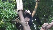 熊猫赖在树上死活不下来，奶爸愁的都要哭了，结局笑翻了