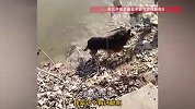 被捆两只脚的鹅池塘中下沉，关键时刻德牧犬下水救鹅，主人：狗5岁，没有受过专业训练