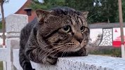 宠物解说：有些猫就很拽，一看就不好惹？