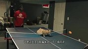 猫咪和主人打乒乓，猫：不是我吹，我躺着跟你打你都打不过我！
