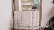 卫生纸墙挑战！两只哈士奇成功通过吗？结局笑爆了