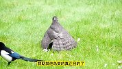 雀鹰捕猎乌鸦，喜鹊却行侠仗义前来救援，喜鹊真的是正义的化身吗