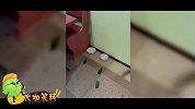 大咖笑料 有毒！猫星人最怕的竟然是黄瓜你造吗？