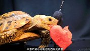 给小乌龟做一个爱心西瓜，吃得它口水直流