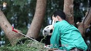 奶爸又来拉仇恨了，上班期间和熊猫合照就问你羡不羡慕