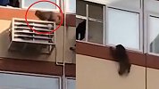北京一学校宿舍楼外有猴子飞檐走壁引尖叫 校方：已赶到处理