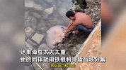 海边惊现巨型海蜇，市民用铁棍当场分解打包带走：怎么吃都想好了