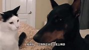 猫咪看到自家狗子被打，气势汹汹冲上去干架，请憋住不要笑