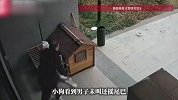 保安凌晨持棍猛击小狗致死，小狗看到保安未叫还摇尾巴