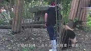 熊猫：抱大腿我是认真的，我选的腿都是好腿！场面笑爆了