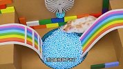 挑战彩虹泡泡池迷宫，小仓鼠逃离彩虹监狱，找到美味的食物